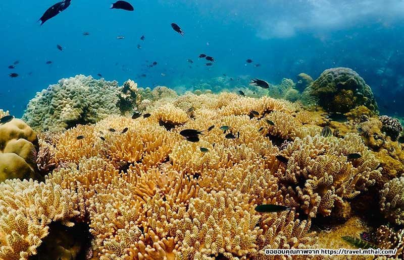 ดำน้ำดูปะการังใต้ทะเลเกาะขาม